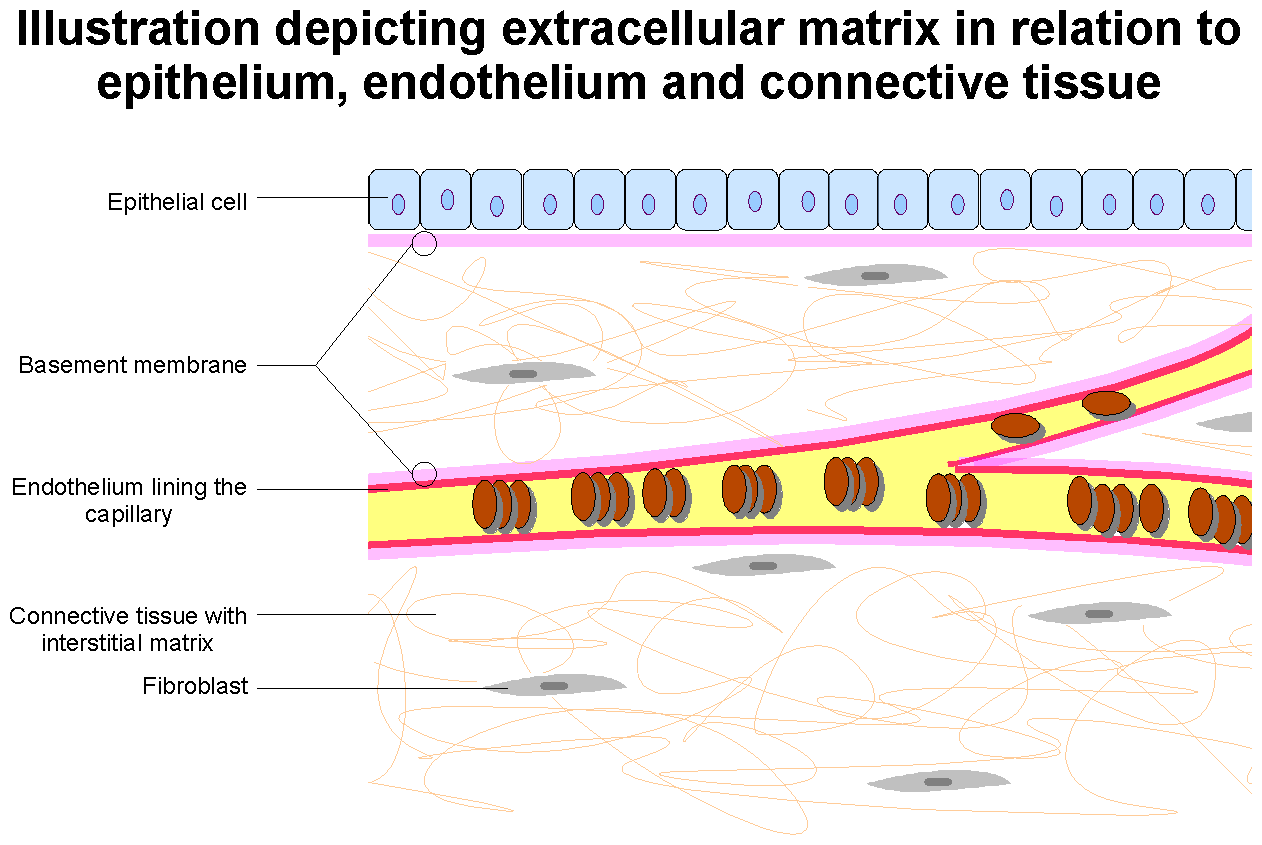 1716334809387135.png Extracellular_Matrix.png