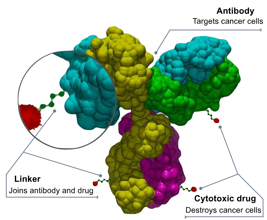 Antibody-drug_conjugate_structure.svg.png
