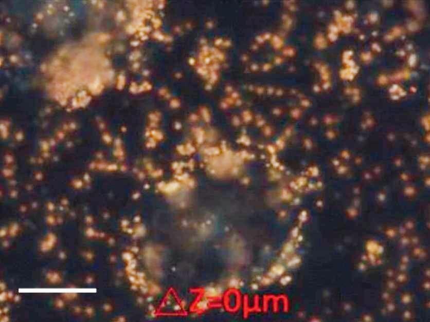 1735262050381878.jpg 纳米金4比3.jpg