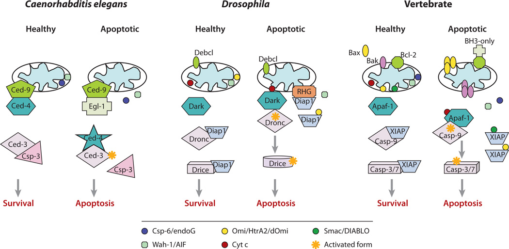 1735783979822870.jpg Mitochondrial Control of Apoptosis.jpg
