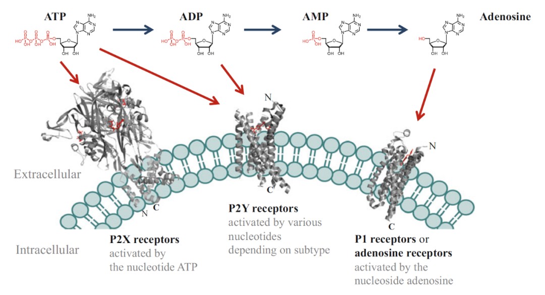 1742267293446431.jpg 1742267293446431.jpg