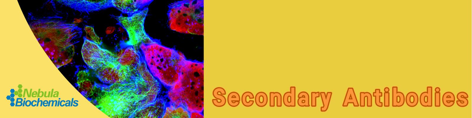 1744682528302828.jpg 二抗.jpg