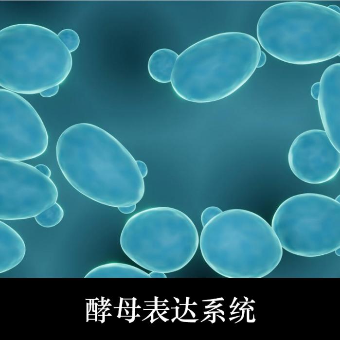 酵母表达系统