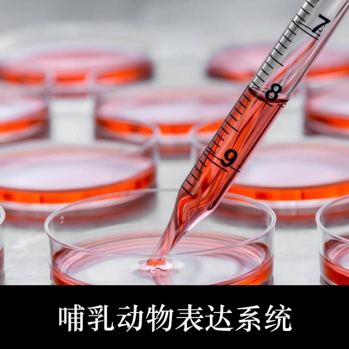 哺乳动物表达系统