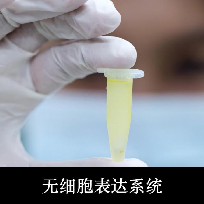 无细胞表达系统