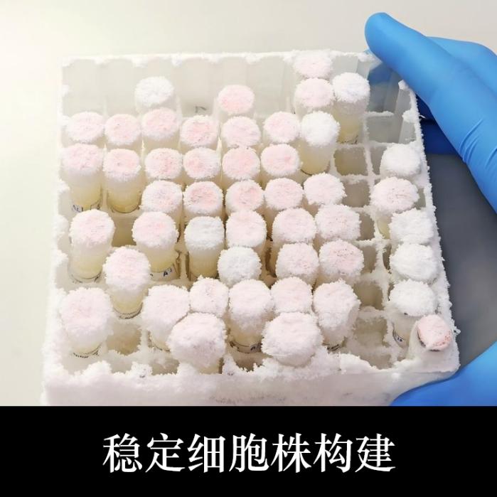 稳定细胞株构建