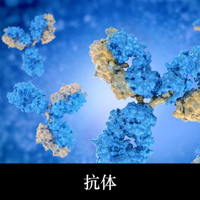 抗体