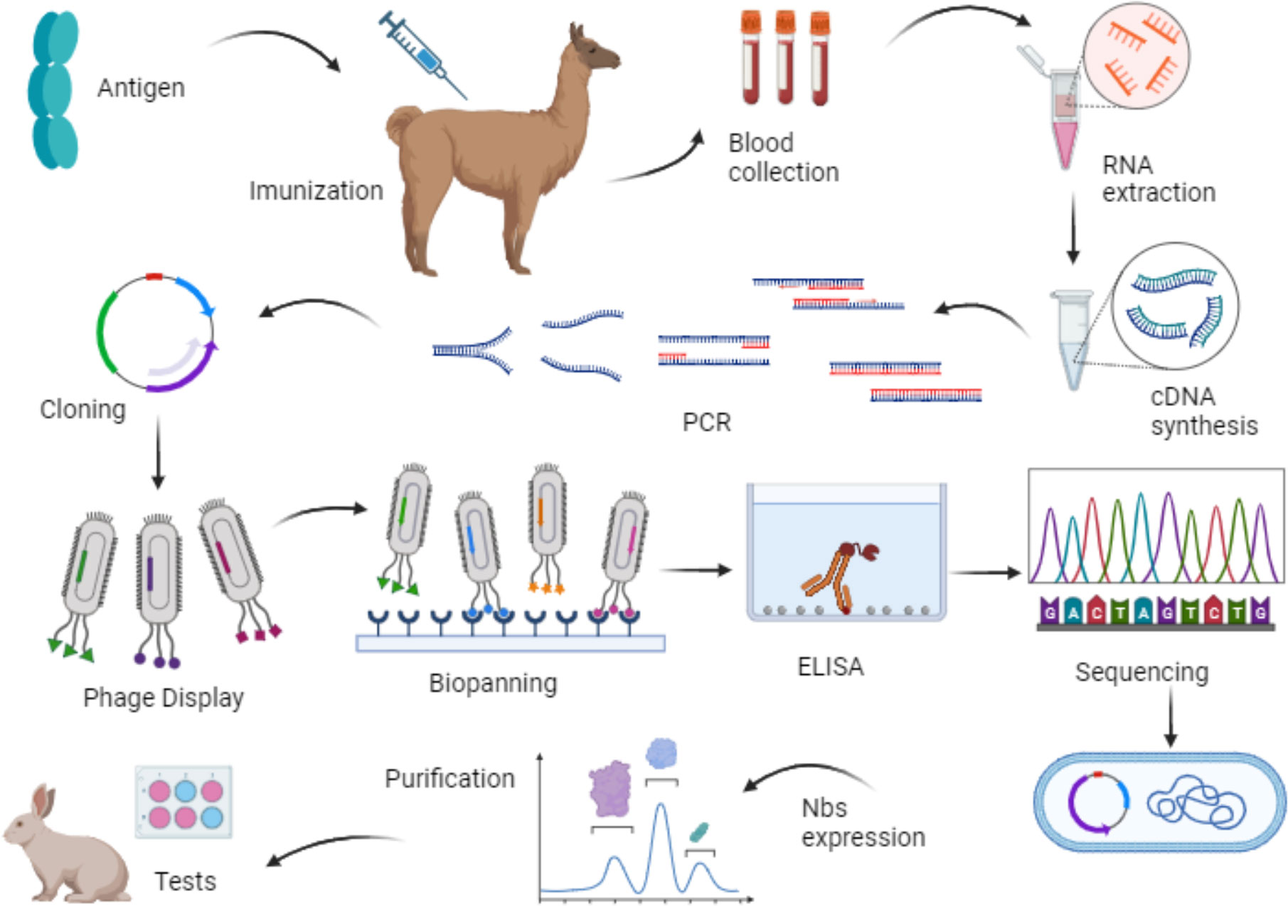 纳米抗体定制 纳米抗体定制