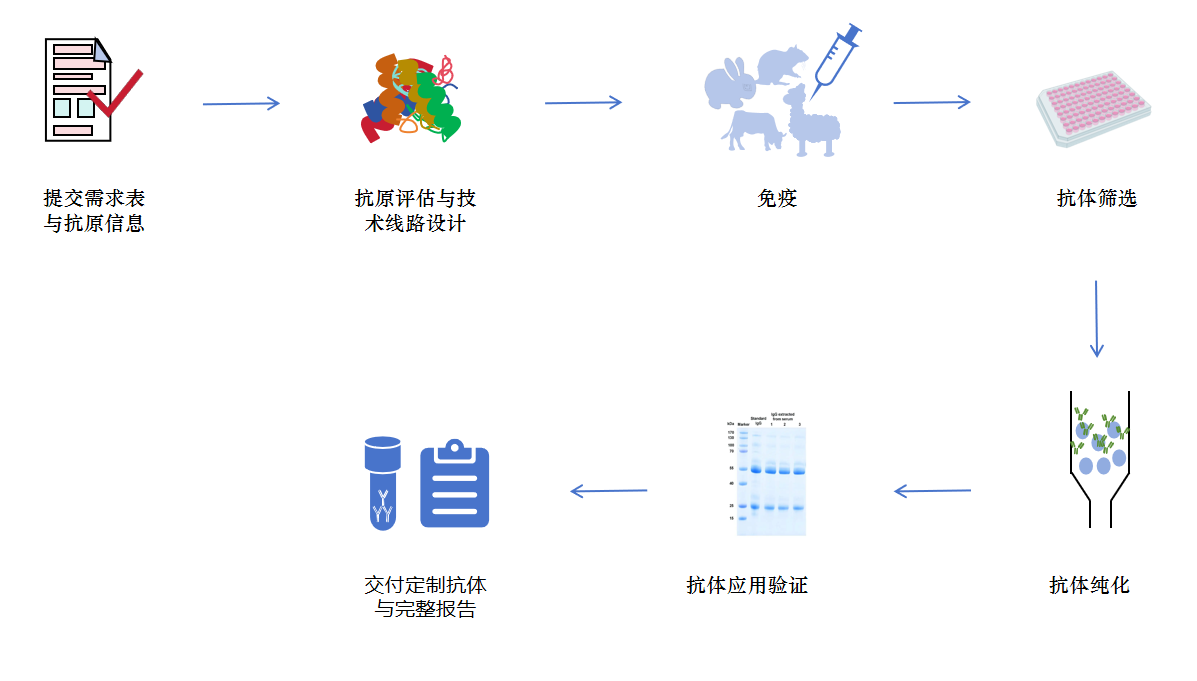抗体定制服务流程.png 抗体定制服务流程.png